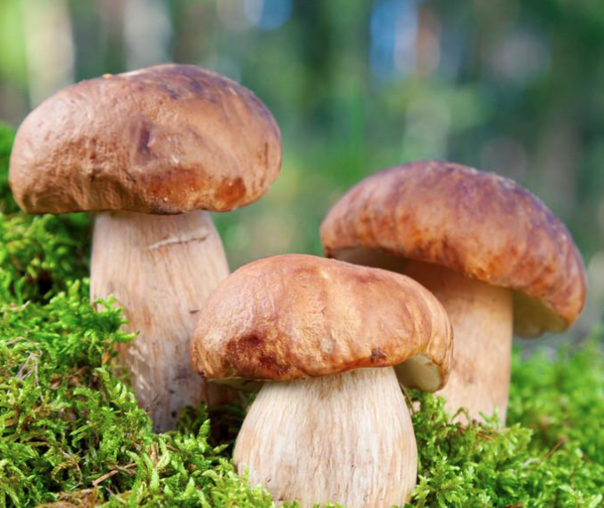 Does Ergothioneine help athletes perform better and recover faster?